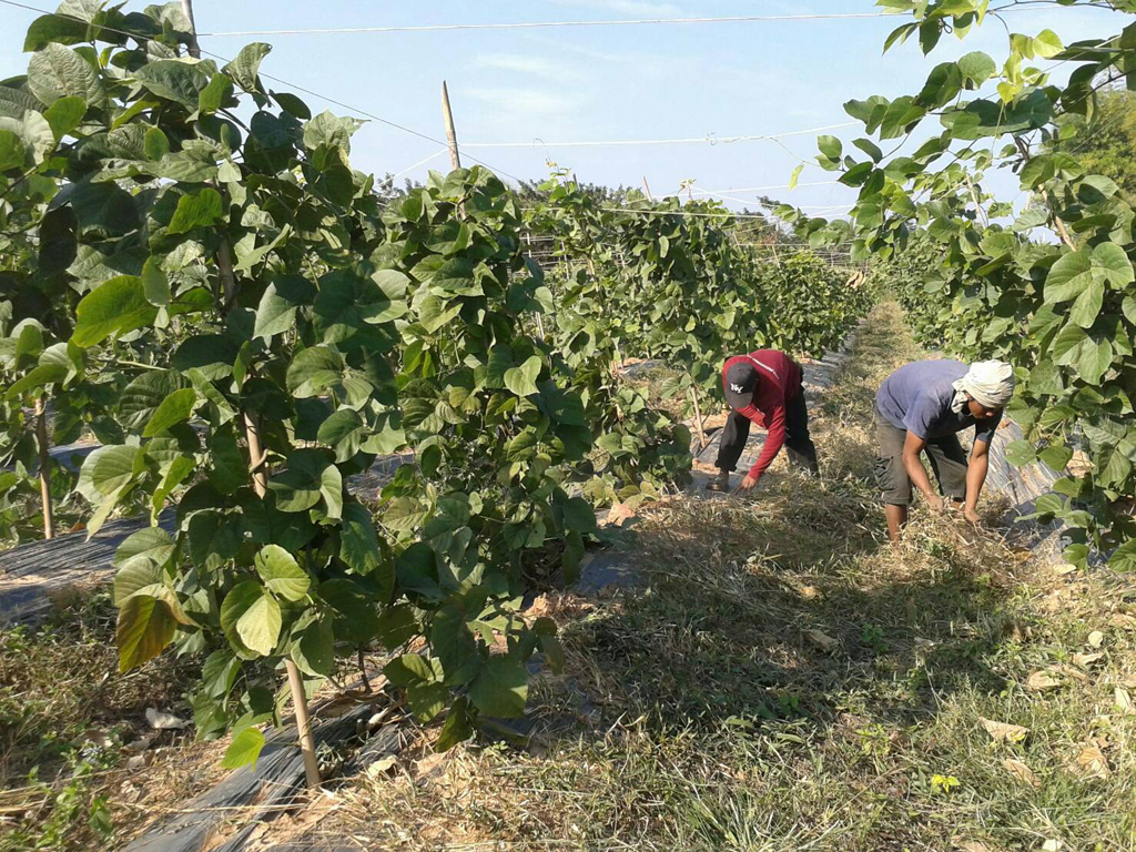 Pueraria Mirifica Plants By Abelherb.com | Abel Herb Products Co., Ltd.